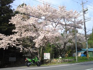 ひと山超えるとまだまだ満開の桜